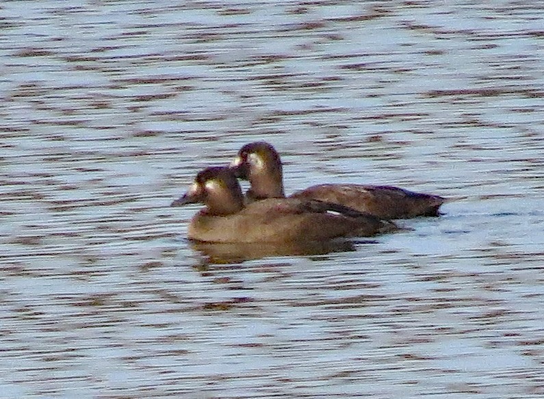 White-winged Scoter - ML612522017