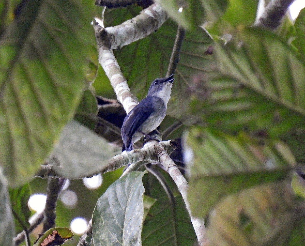 Tessmann's Flycatcher - Simon Hitchen