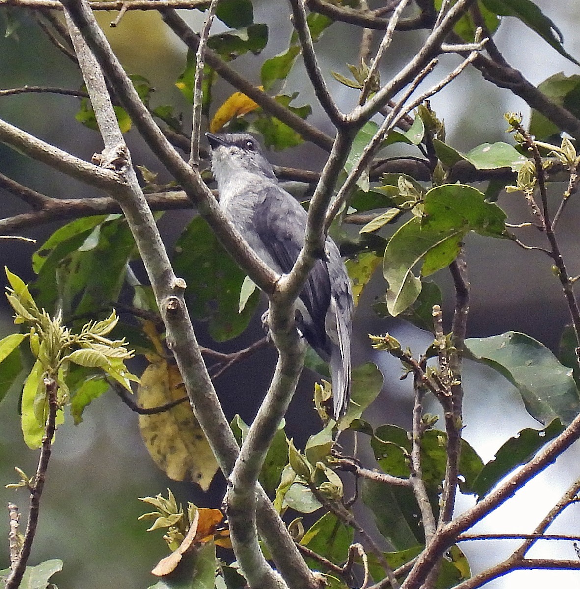 Tessmann's Flycatcher - Simon Hitchen