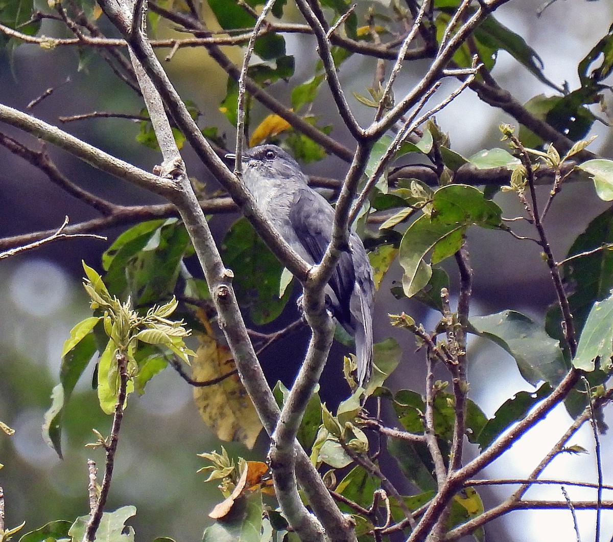 Tessmann's Flycatcher - ML612522026