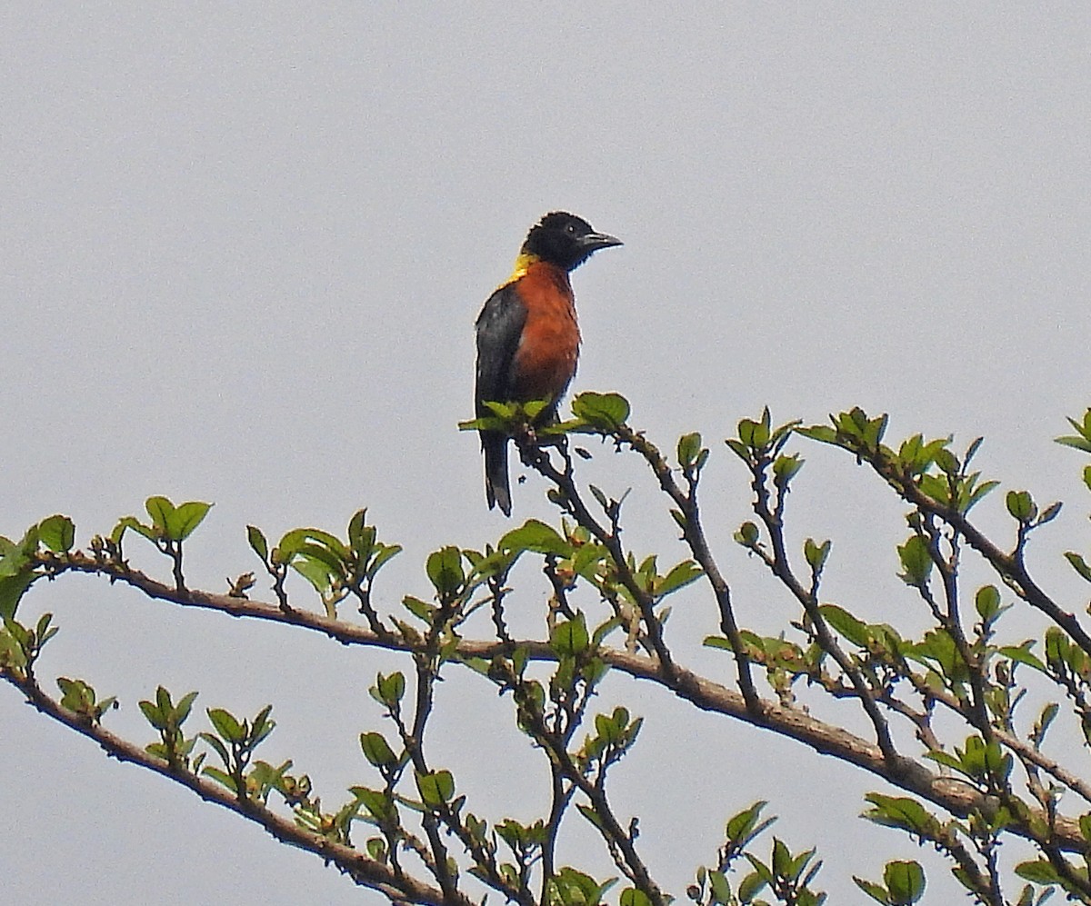 Yellow-mantled Weaver - Simon Hitchen