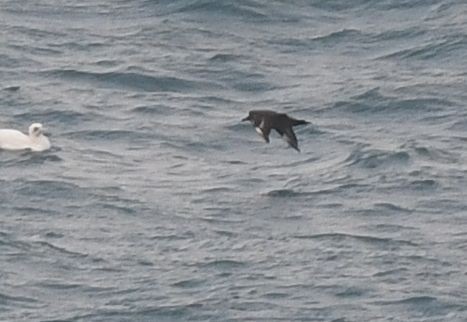 Great Skua - ML612522083