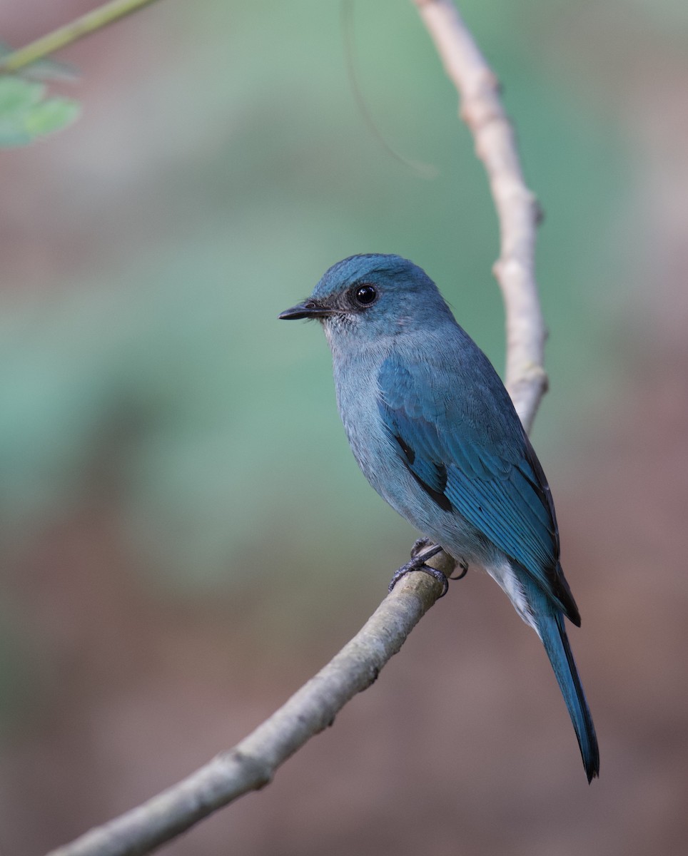 Verditer Flycatcher - ML612522145