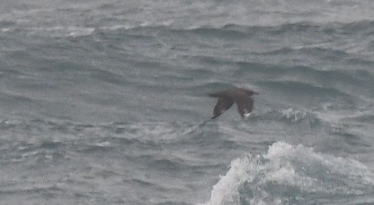 Great Skua - ML612522188