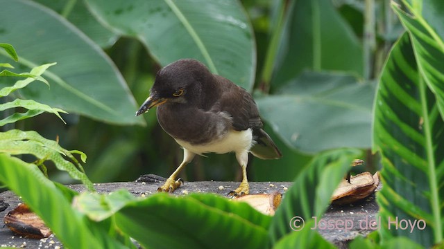 Brown Jay - ML612522259