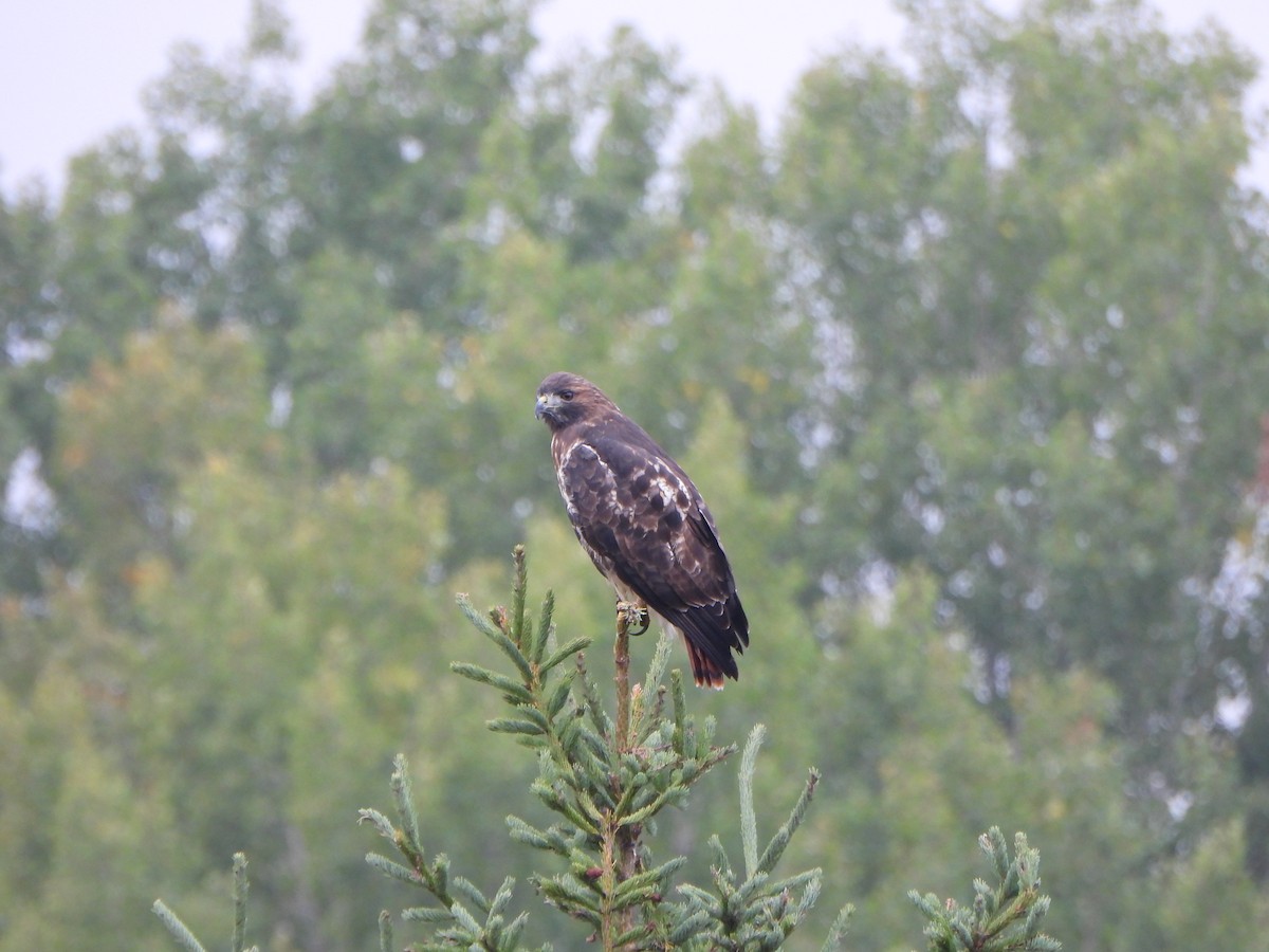 Red-tailed Hawk (abieticola) - ML612522285