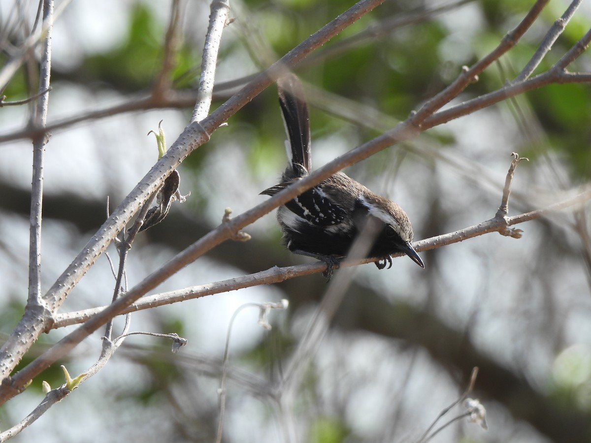 Black-bellied Antwren - Iza Alencar