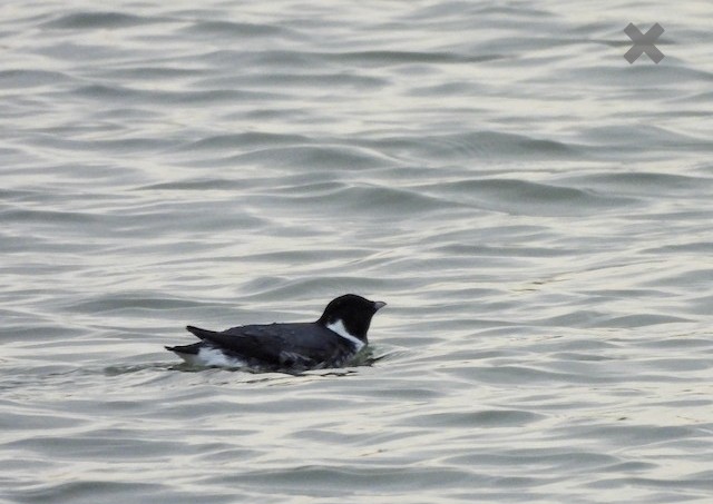 Ancient Murrelet - ML612522304