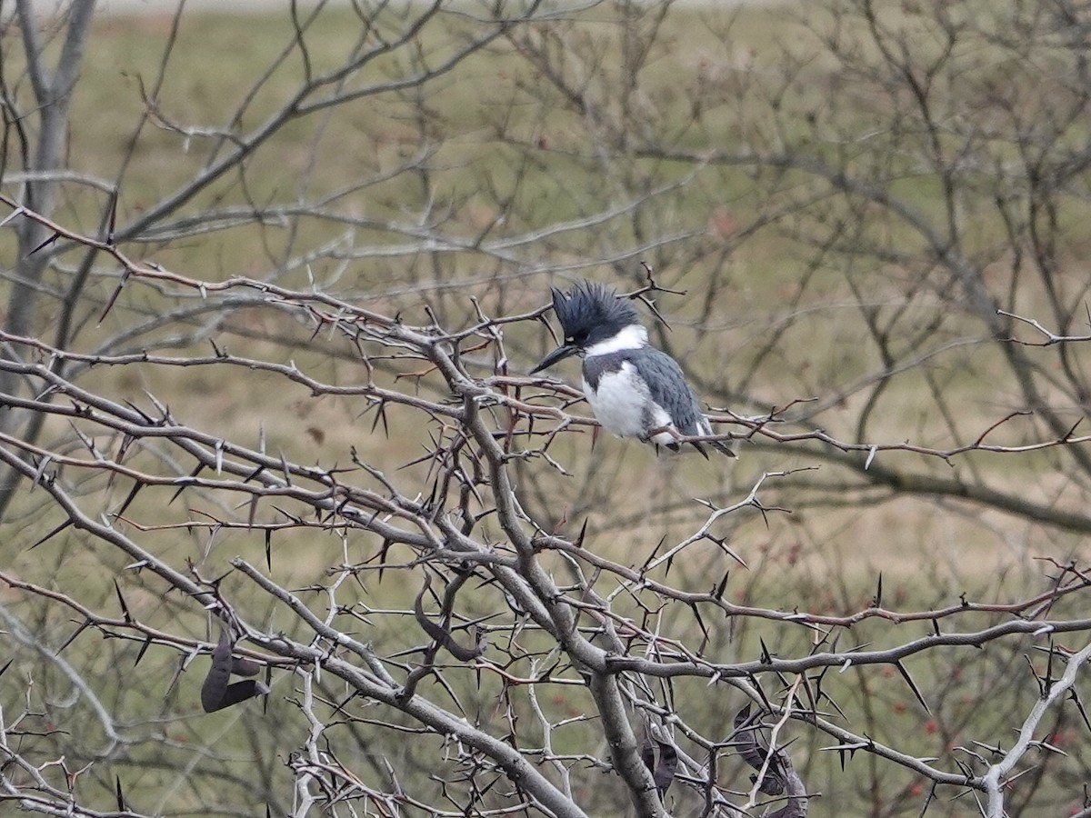 Belted Kingfisher - ML612522423