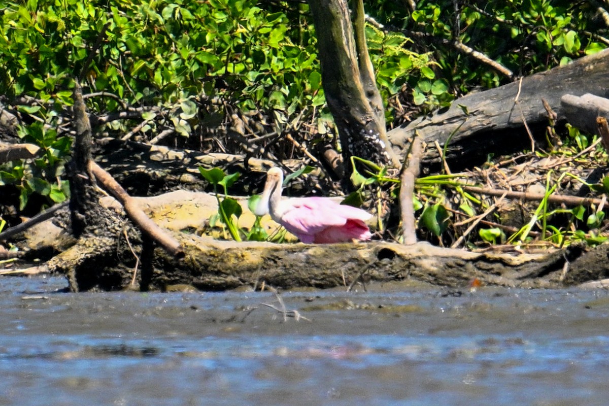 Roseate Spoonbill - ML612522492