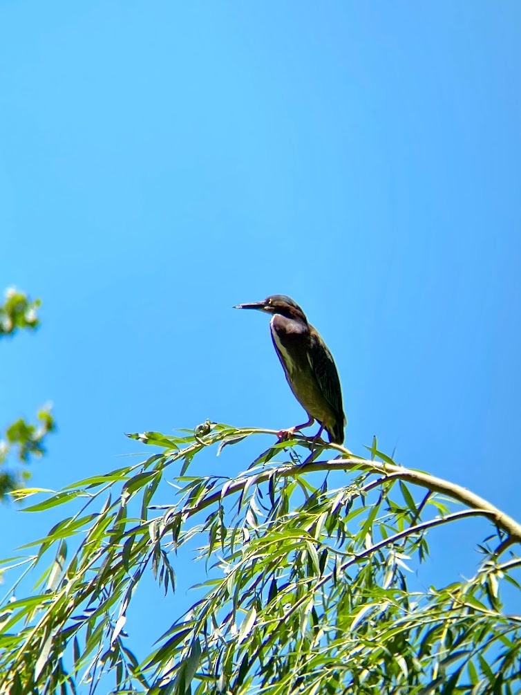 Green Heron - Cerrie Mendoza