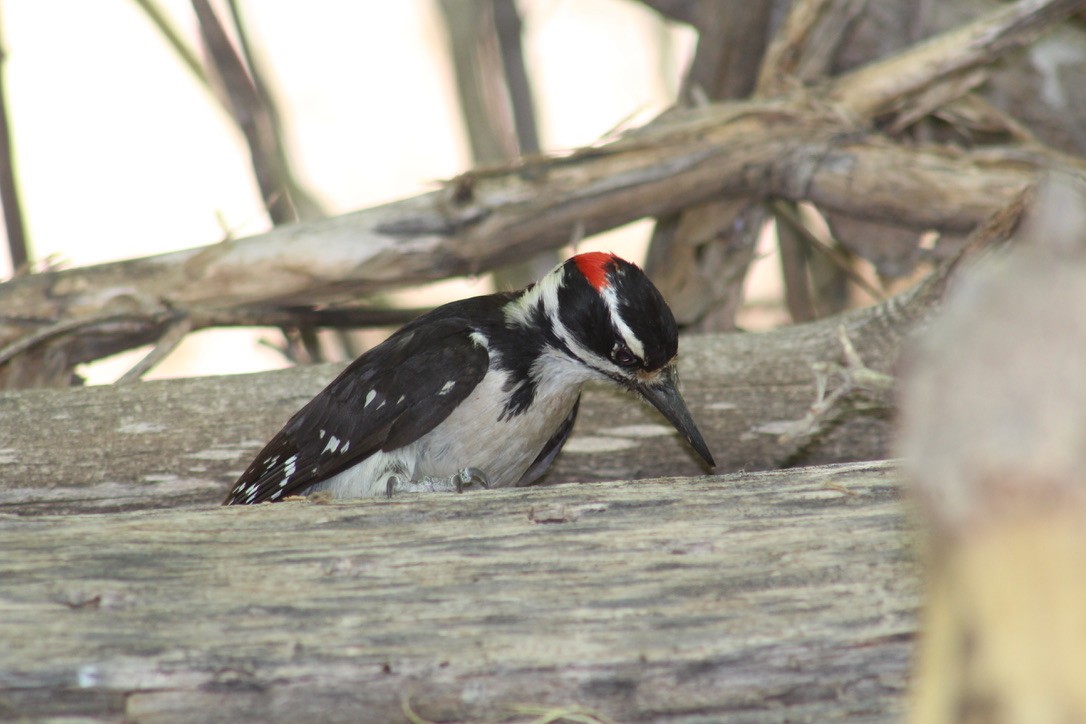Hairy Woodpecker - ML612522564
