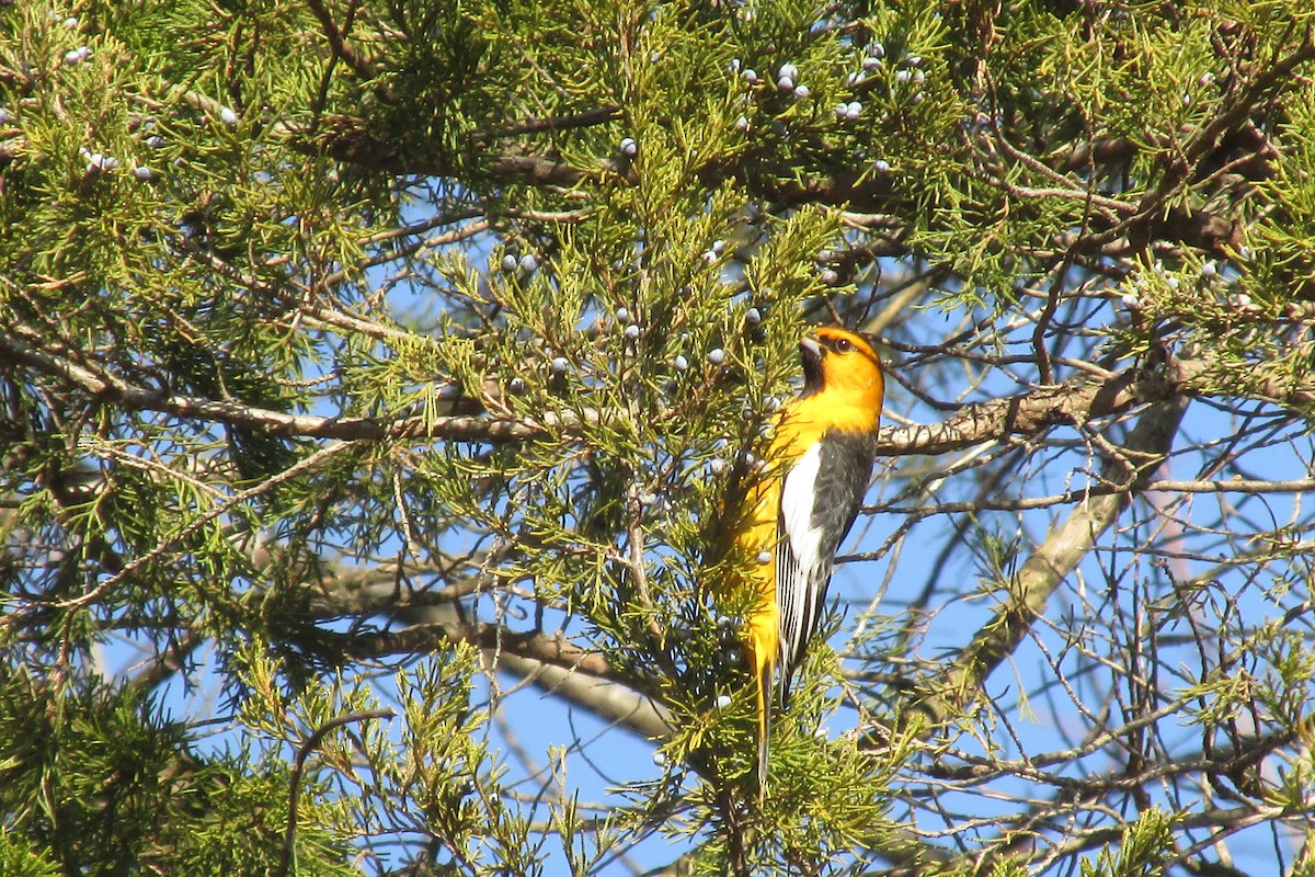 Oriole de Bullock - ML612522577