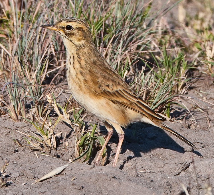 African Pipit - ML612522578