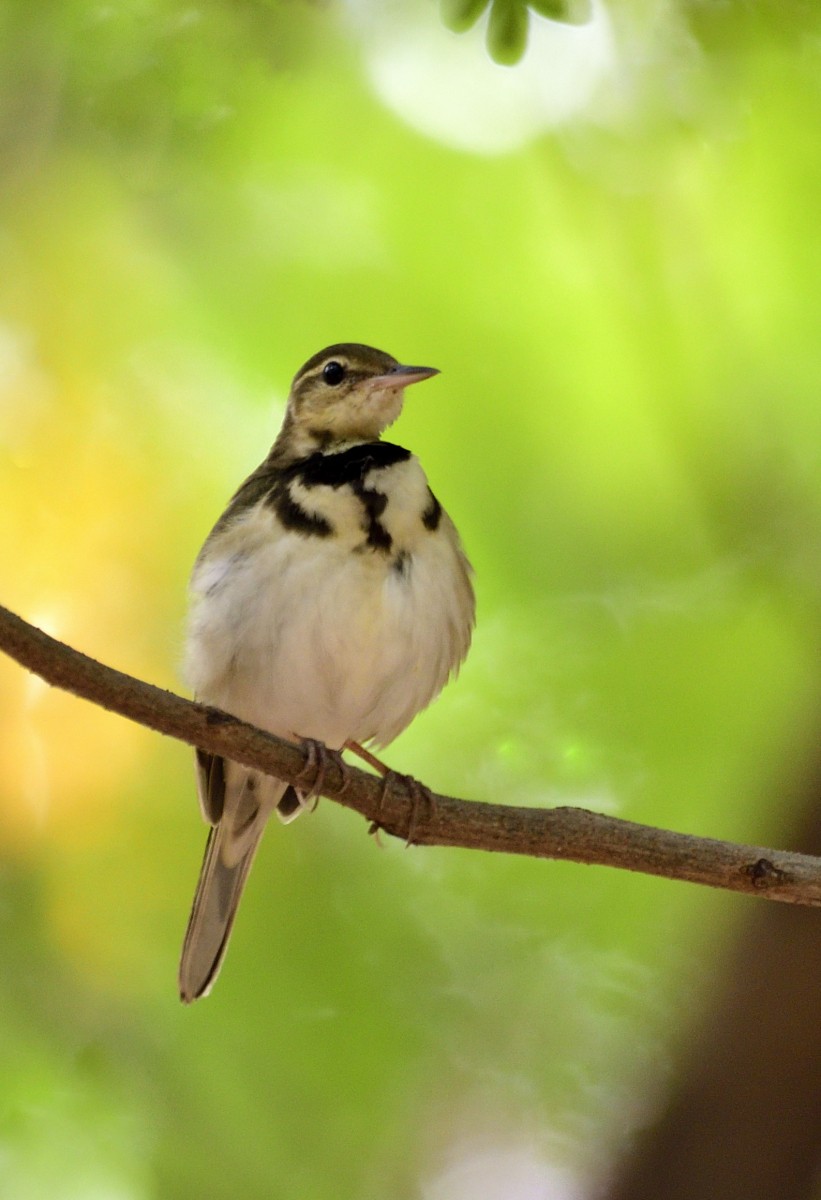 Forest Wagtail - ML612522613