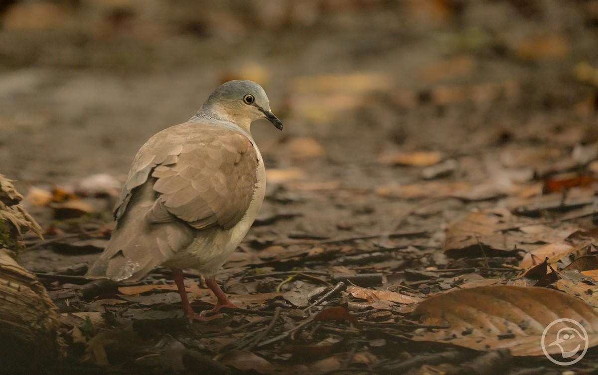 Gray-headed Dove - Yanina Maggiotto