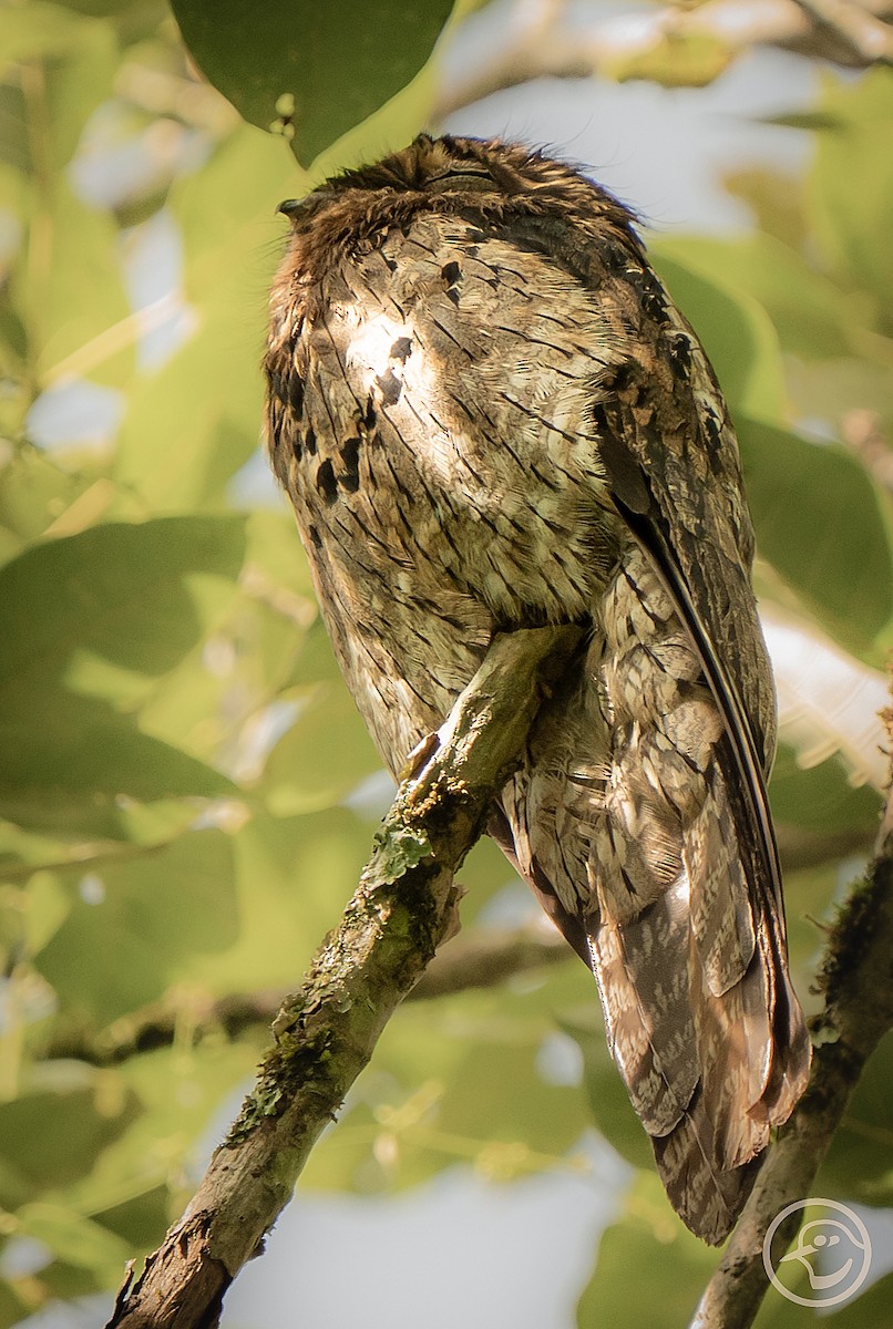 Common Potoo - ML612522693