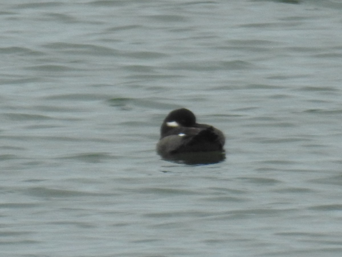 Bufflehead - ML612522917