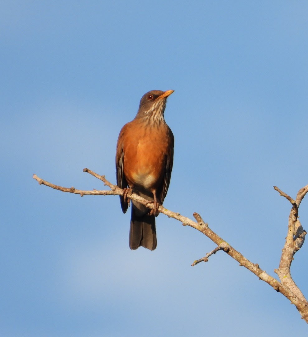 Rufous-backed Robin - ML612522948