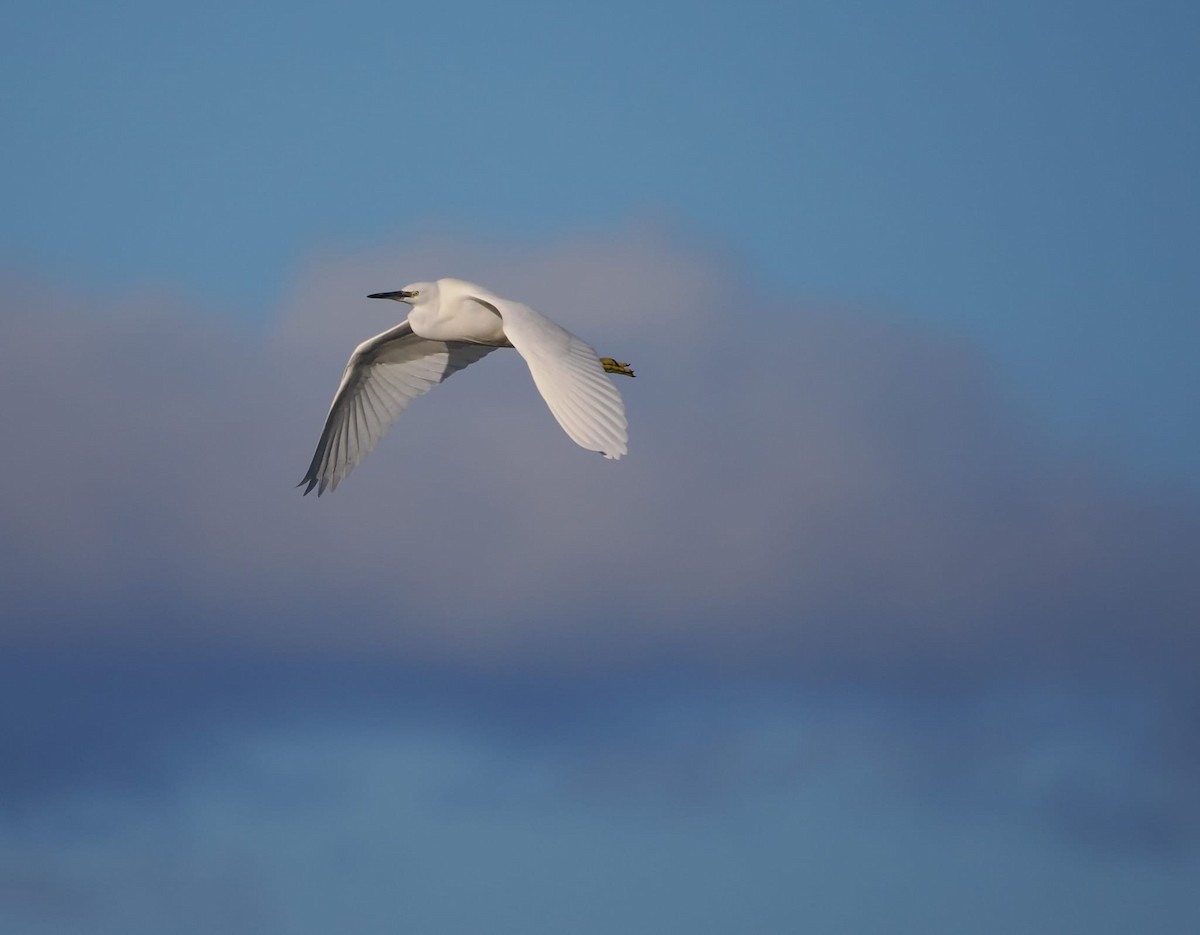 Little Egret - ML612522959