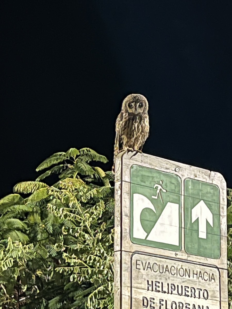 Short-eared Owl - ML612523120