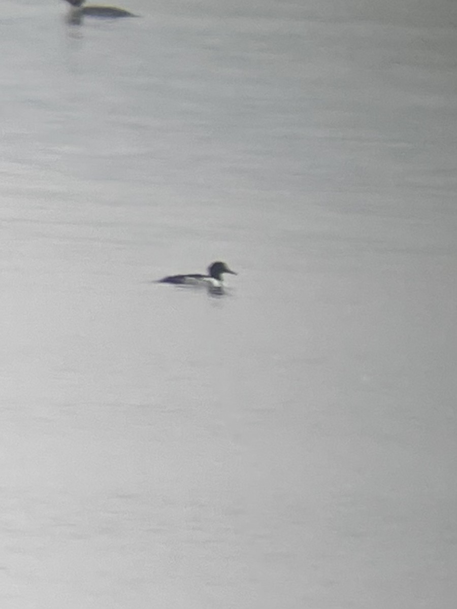 Common Goldeneye x Hooded Merganser (hybrid) - ML612523155