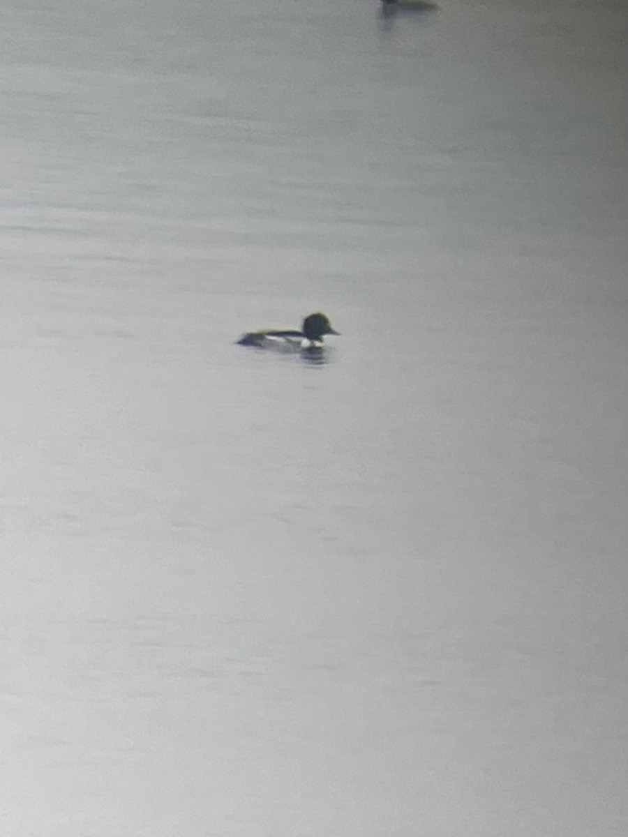 Common Goldeneye x Hooded Merganser (hybrid) - ML612523156