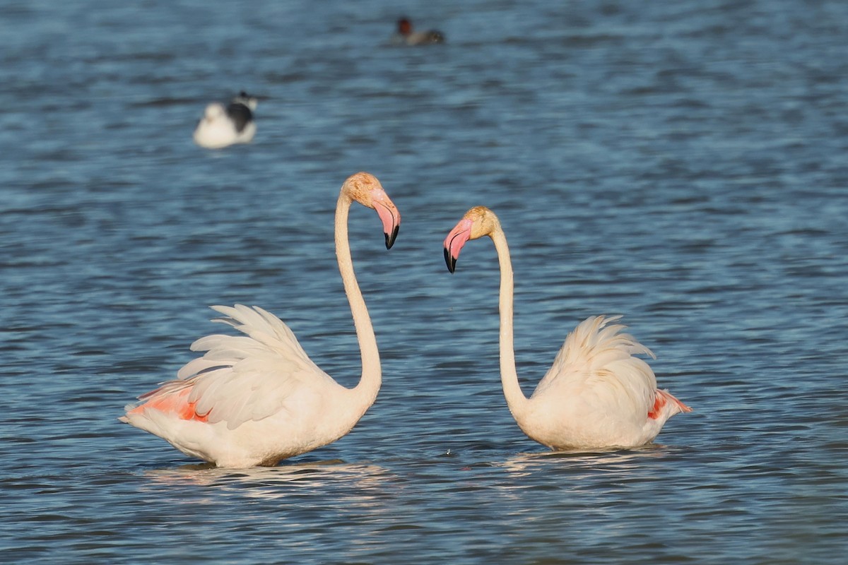 Greater Flamingo - ML612523178