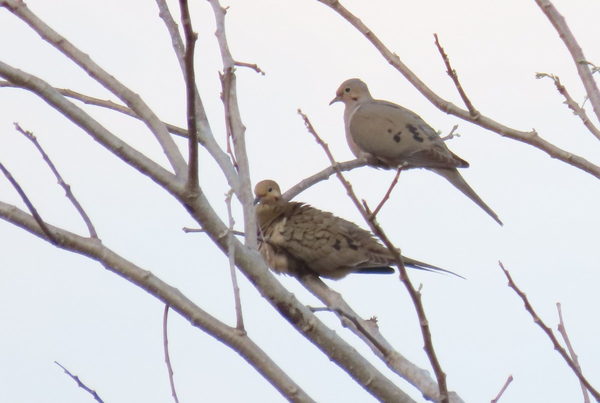 Mourning Dove - Oliver  Komar