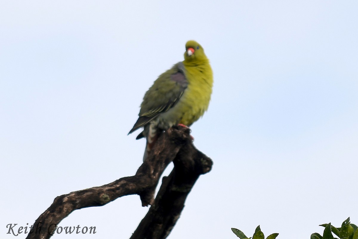 African Green-Pigeon - Keith Cowton