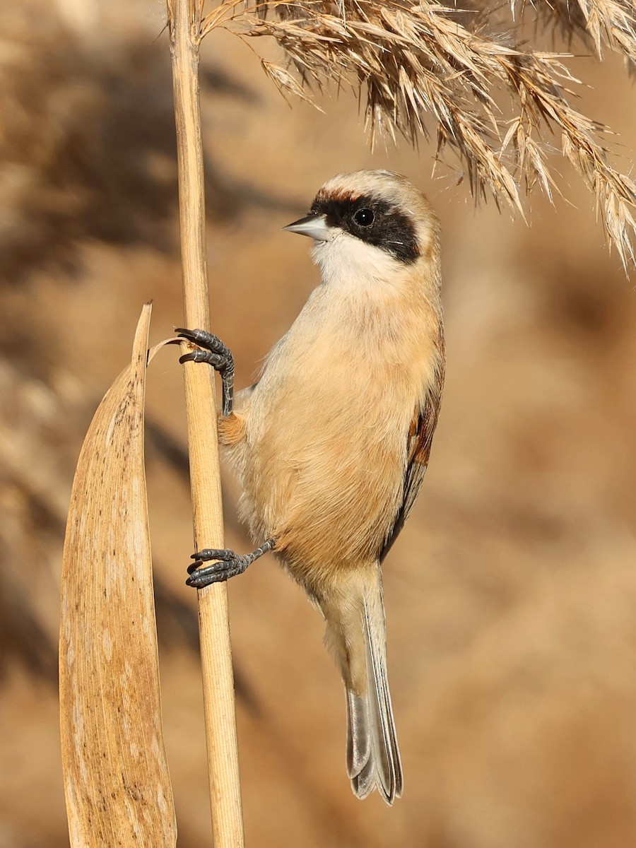 Eurasian Penduline-Tit - ML612523213