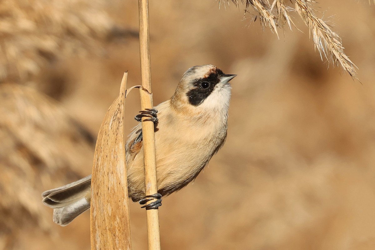 Eurasian Penduline-Tit - ML612523214