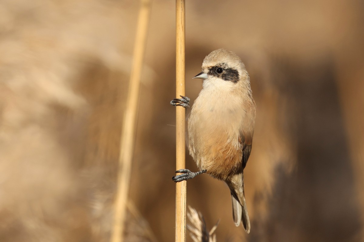 Eurasian Penduline-Tit - ML612523215