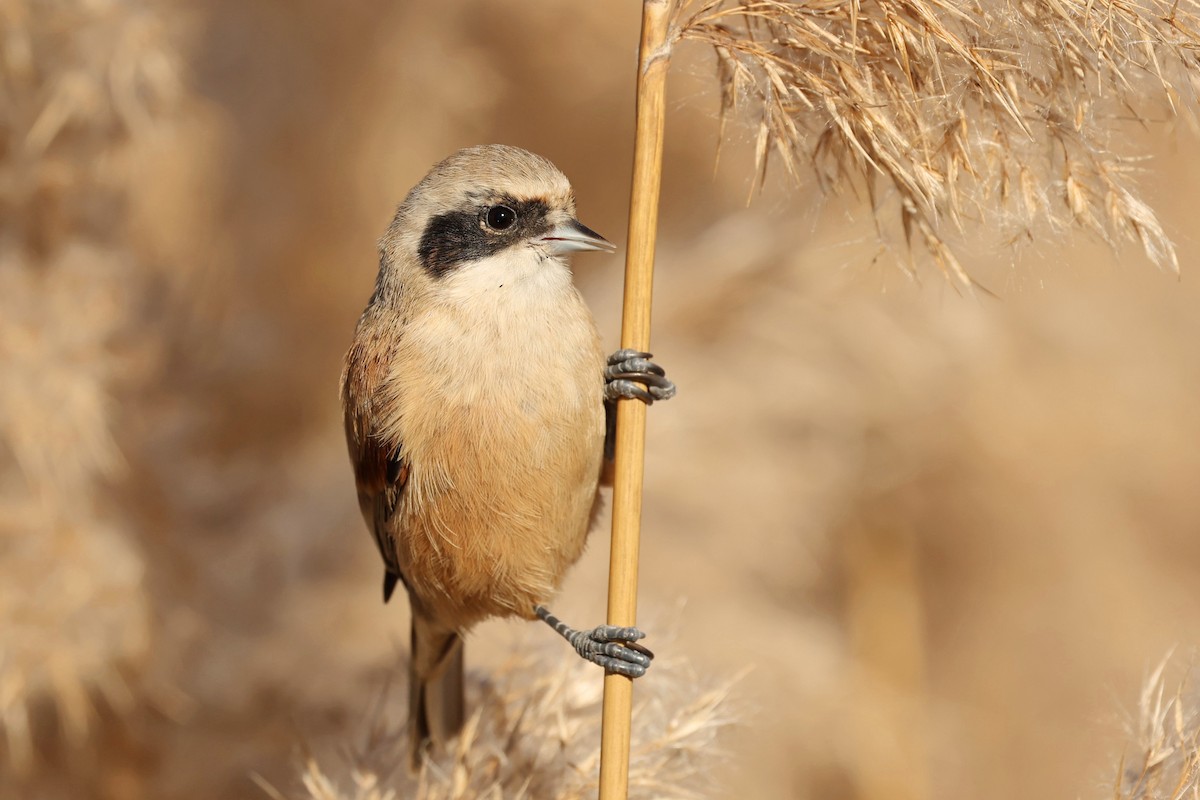 Eurasian Penduline-Tit - ML612523216