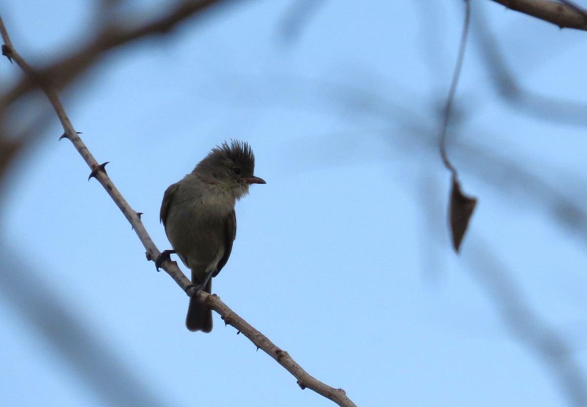 Northern Beardless-Tyrannulet - Oliver  Komar