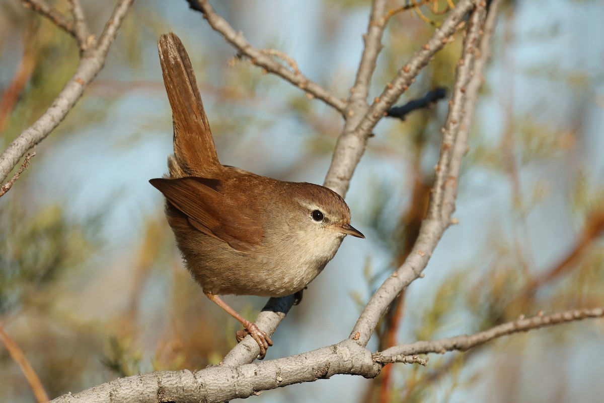 Cetti's Warbler - ML612523241