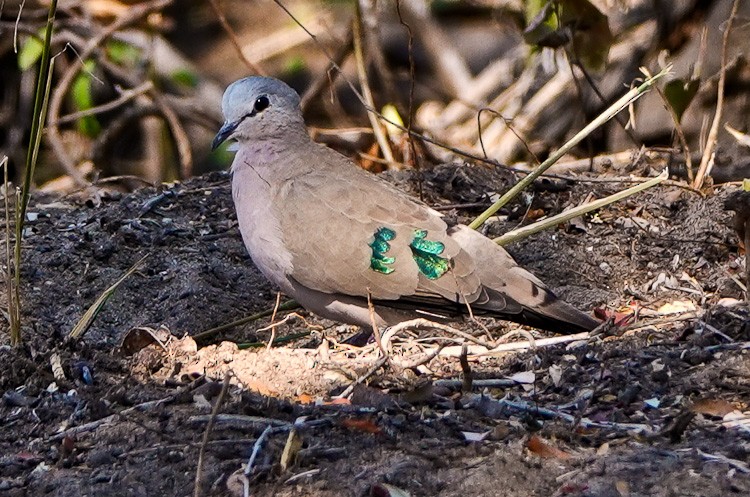 Emerald-spotted Wood-Dove - ML612523252