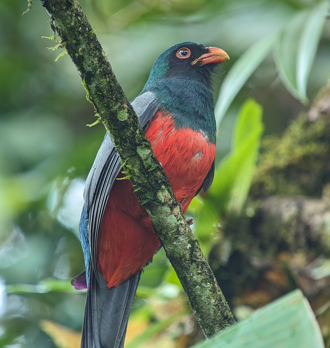 Slaty-tailed Trogon - Mark Vukovich