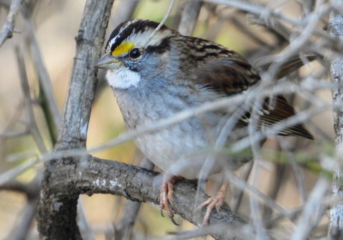 White-throated Sparrow - ML612523286