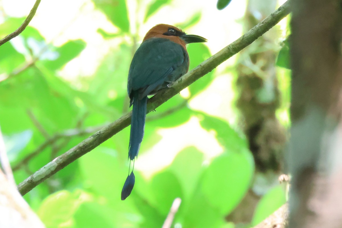 Broad-billed Motmot (Broad-billed) - Stephen Fettig