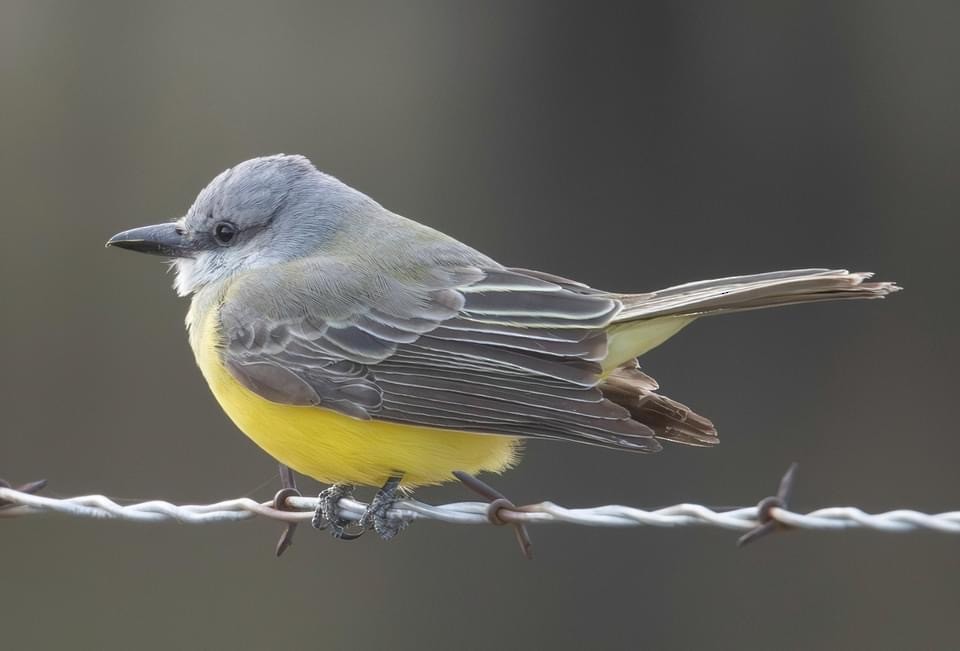 Tropical Kingbird - Jack Chiles