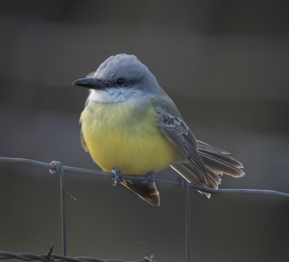 Tropical Kingbird - ML612523448