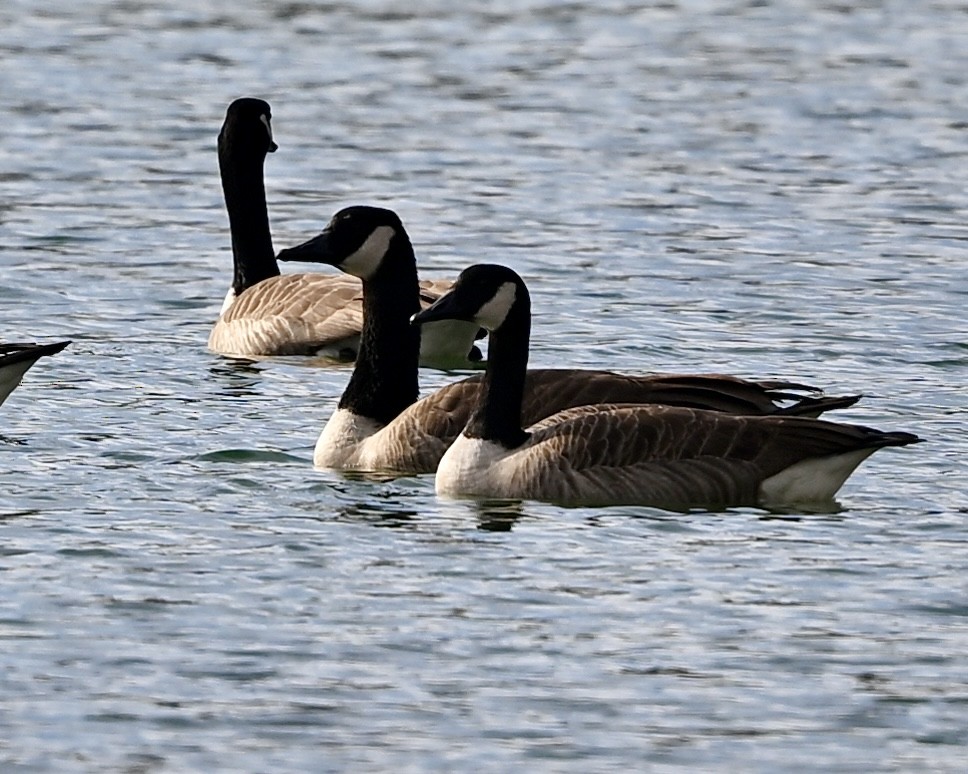 Canada Goose - ML612523486