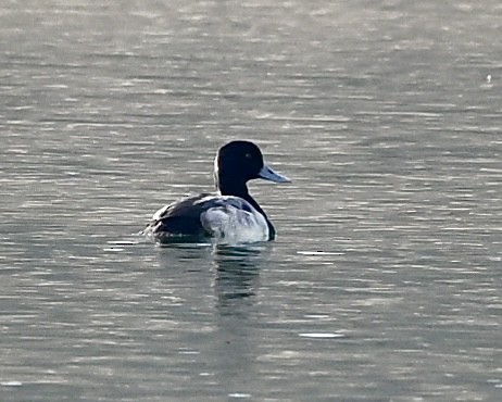 Greater Scaup - ML612523490