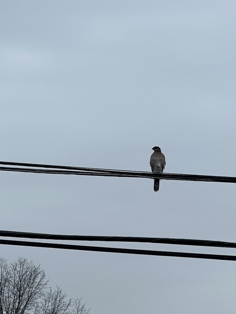 Cooper's Hawk - ML612523508