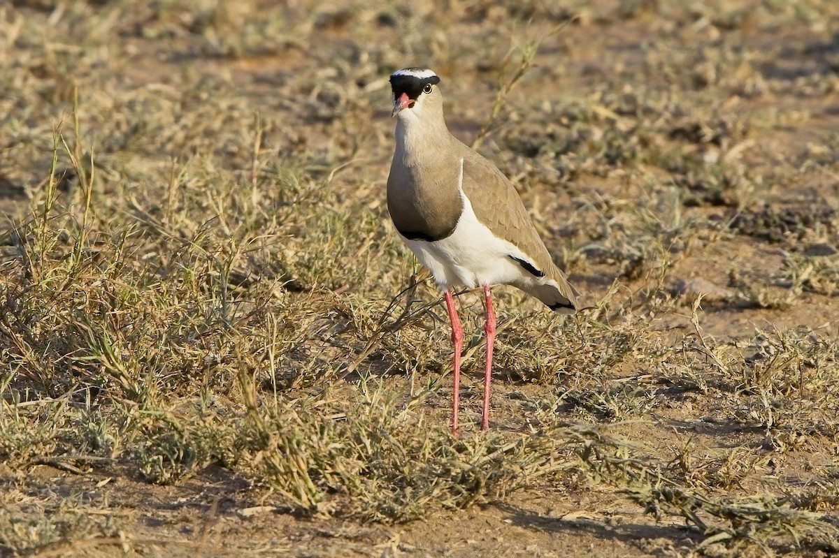 Crowned Lapwing - ML612523551