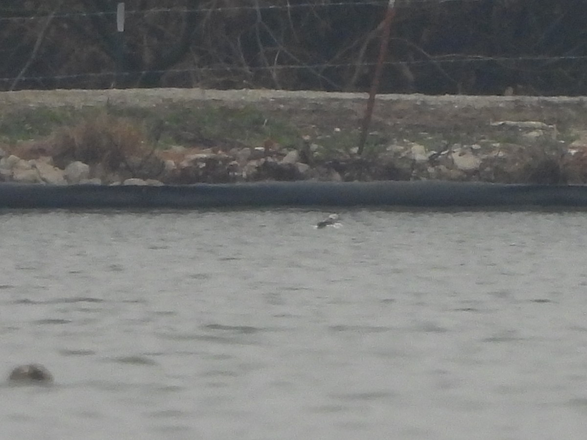 Long-tailed Duck - ML612523584