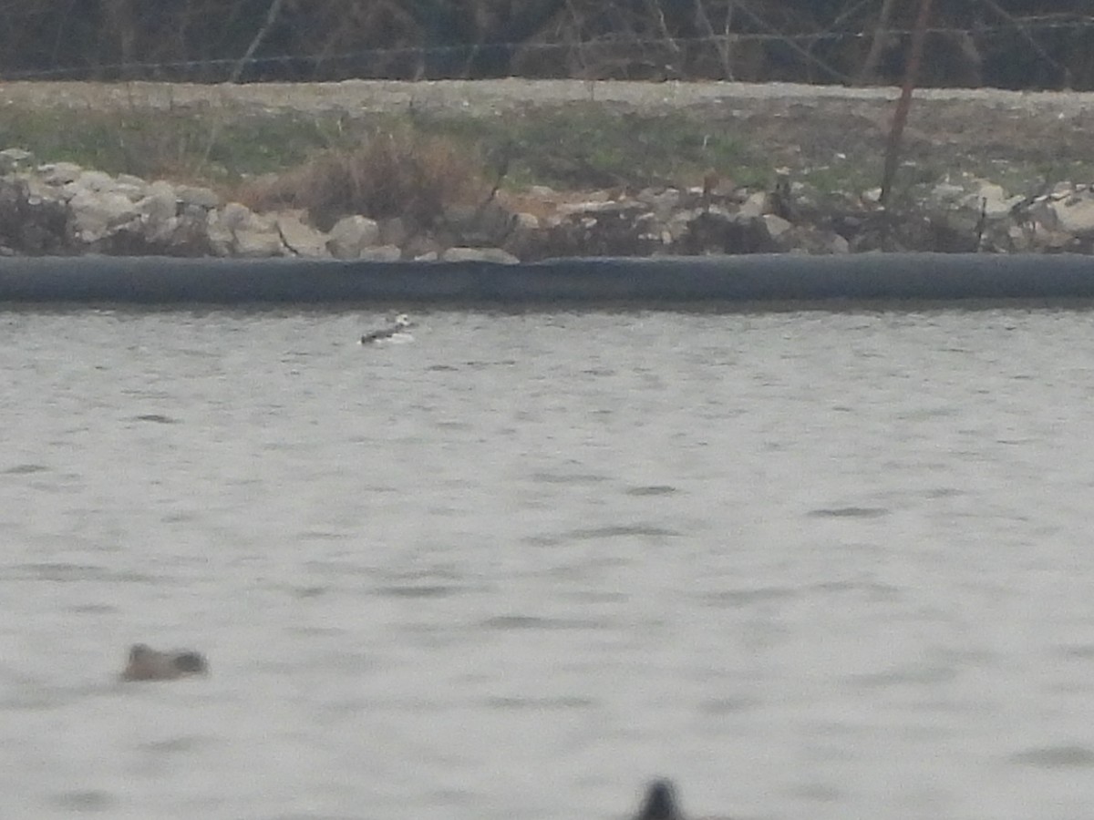 Long-tailed Duck - ML612523587