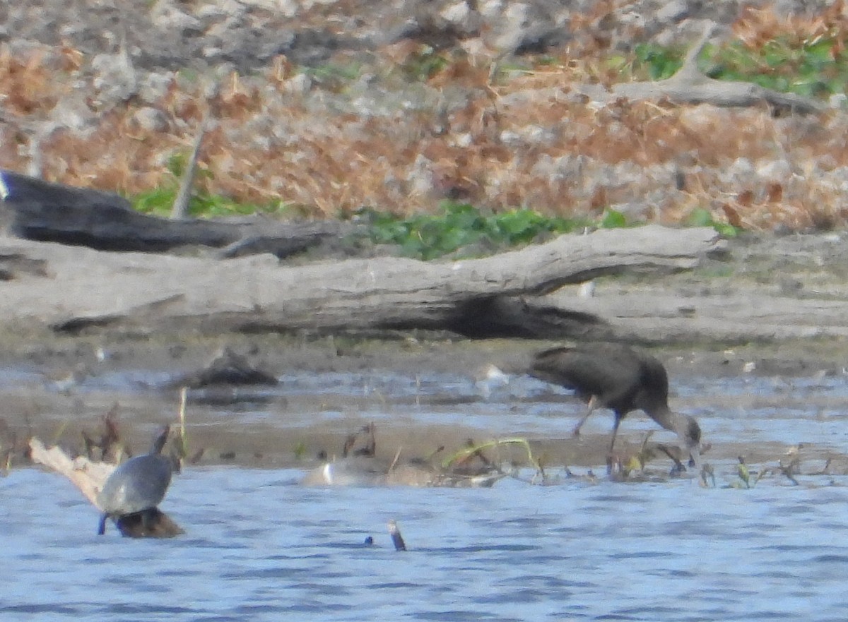 White-faced Ibis - ML612523590