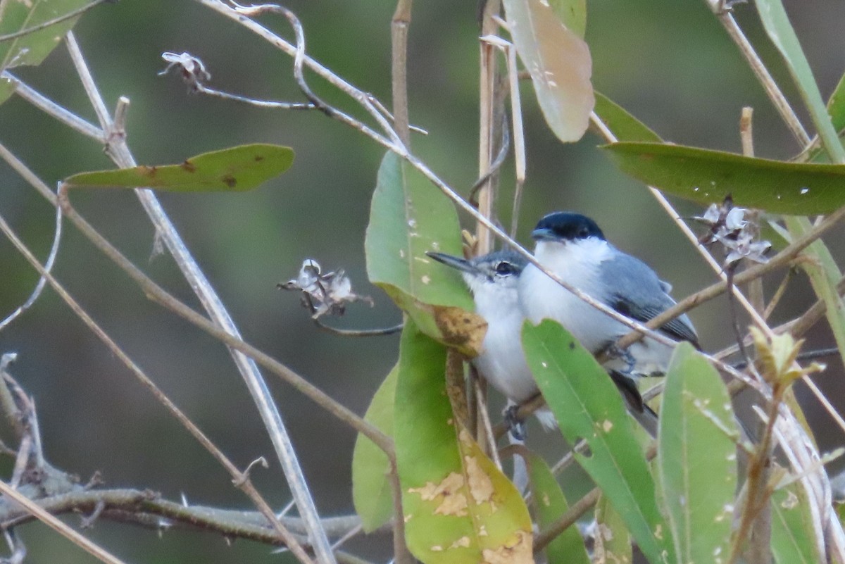 White-lored Gnatcatcher - ML612523596